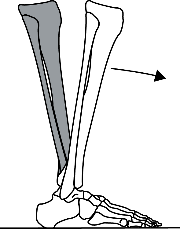 ロッカーファンクションについて（基礎編） まっちゃんの理学療法ノート