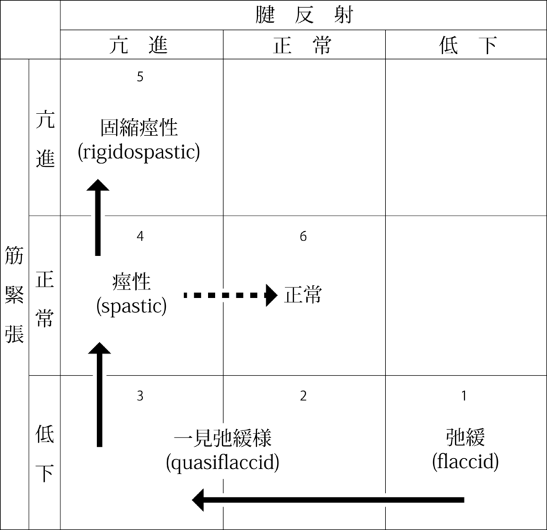 感覚検査を行う目的 – 表在感覚と深部感覚 | まっちゃんの理学療法ノート