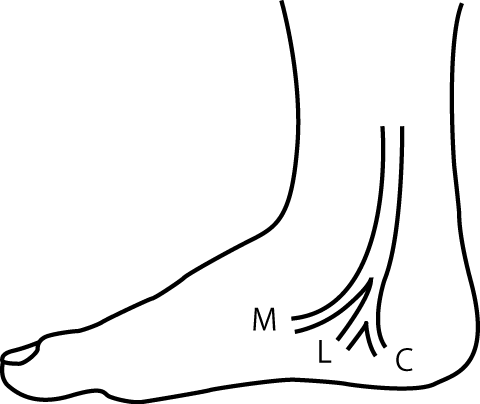 外側足底神経より分岐する内側踵骨枝