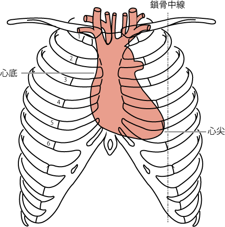 前額面での心臓と胸郭との関係
