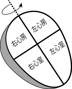 心臓が水平面上を垂直軸で左に回旋している図