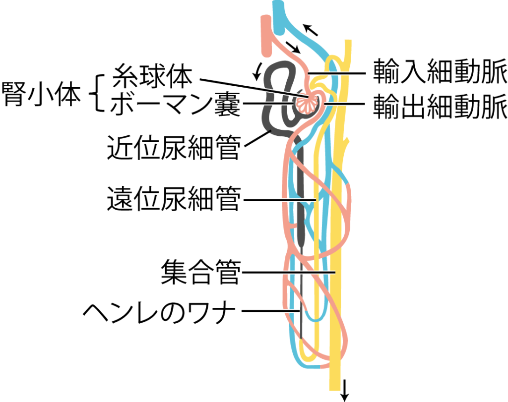ネフロンと血管