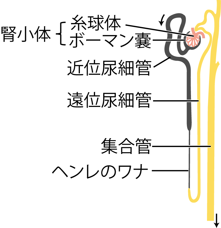 ネフロンの概念図