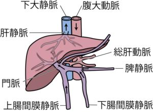 肝臓の血管
