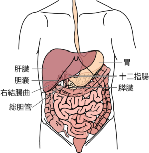 消化器の概観