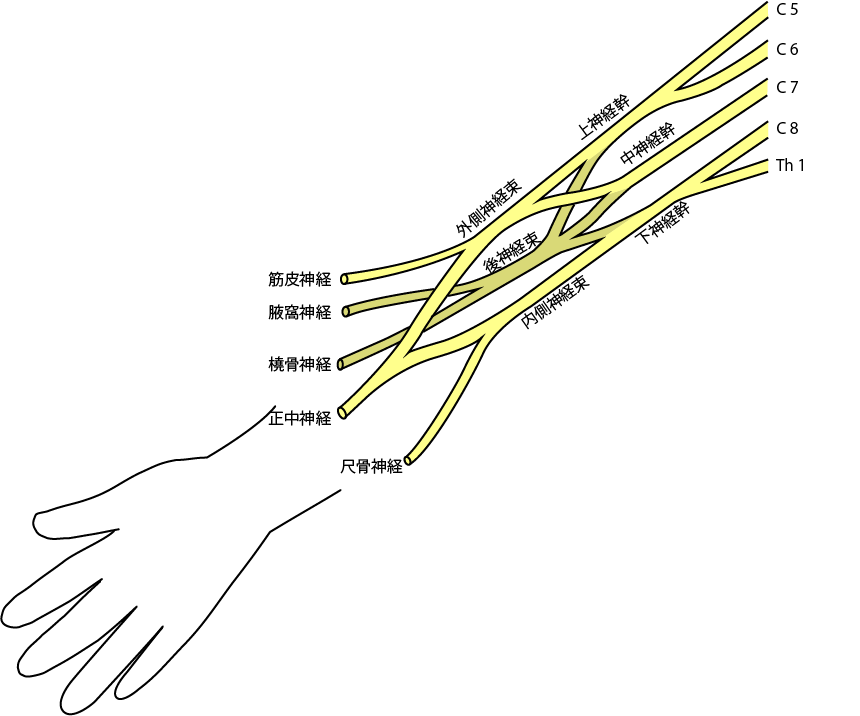 腕神経叢と手の関係