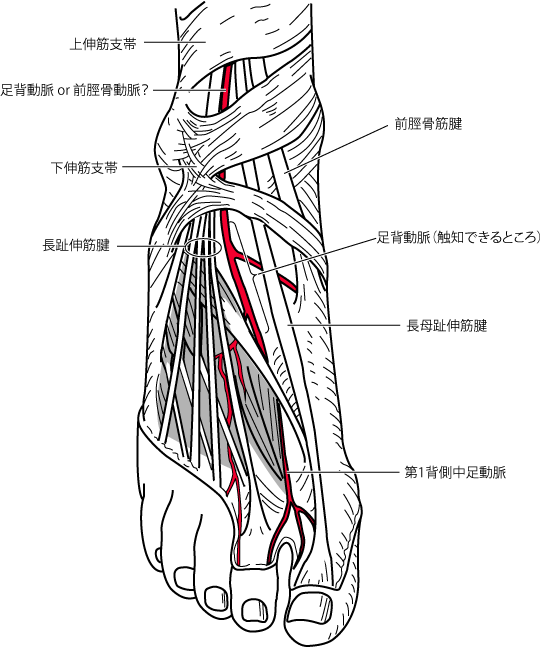 足背動脈の走行