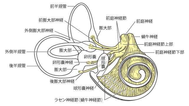 内耳の神経