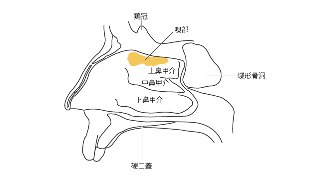 鼻腔の外側壁における嗅部の位置