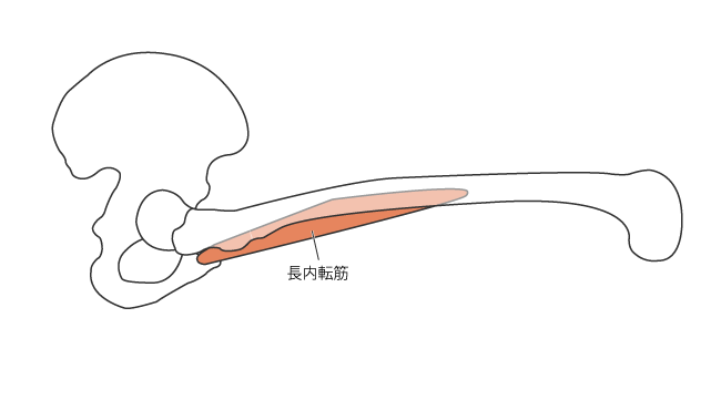 股関節屈曲位での長内転筋の走行