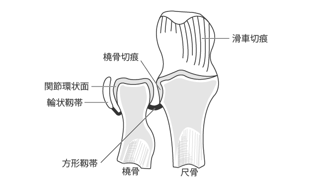 上橈尺関節の断面