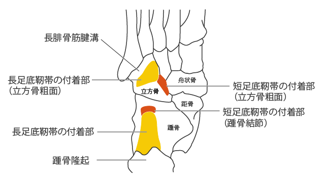 長足底靭帯と短足底靭帯の付着部