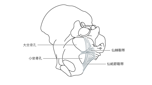 仙結節靭帯と仙棘靭帯